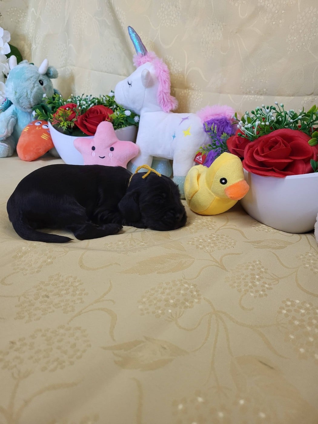 A.......... du domaine de st gladyce !!!