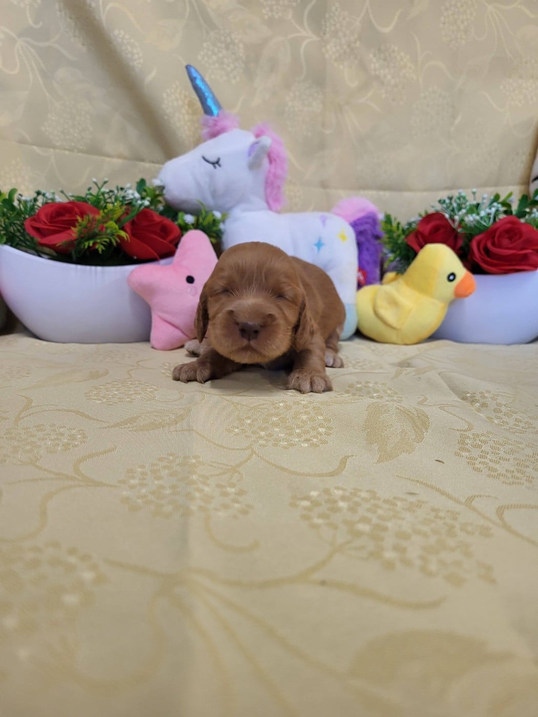 A.......... du domaine de st gladyce !!!