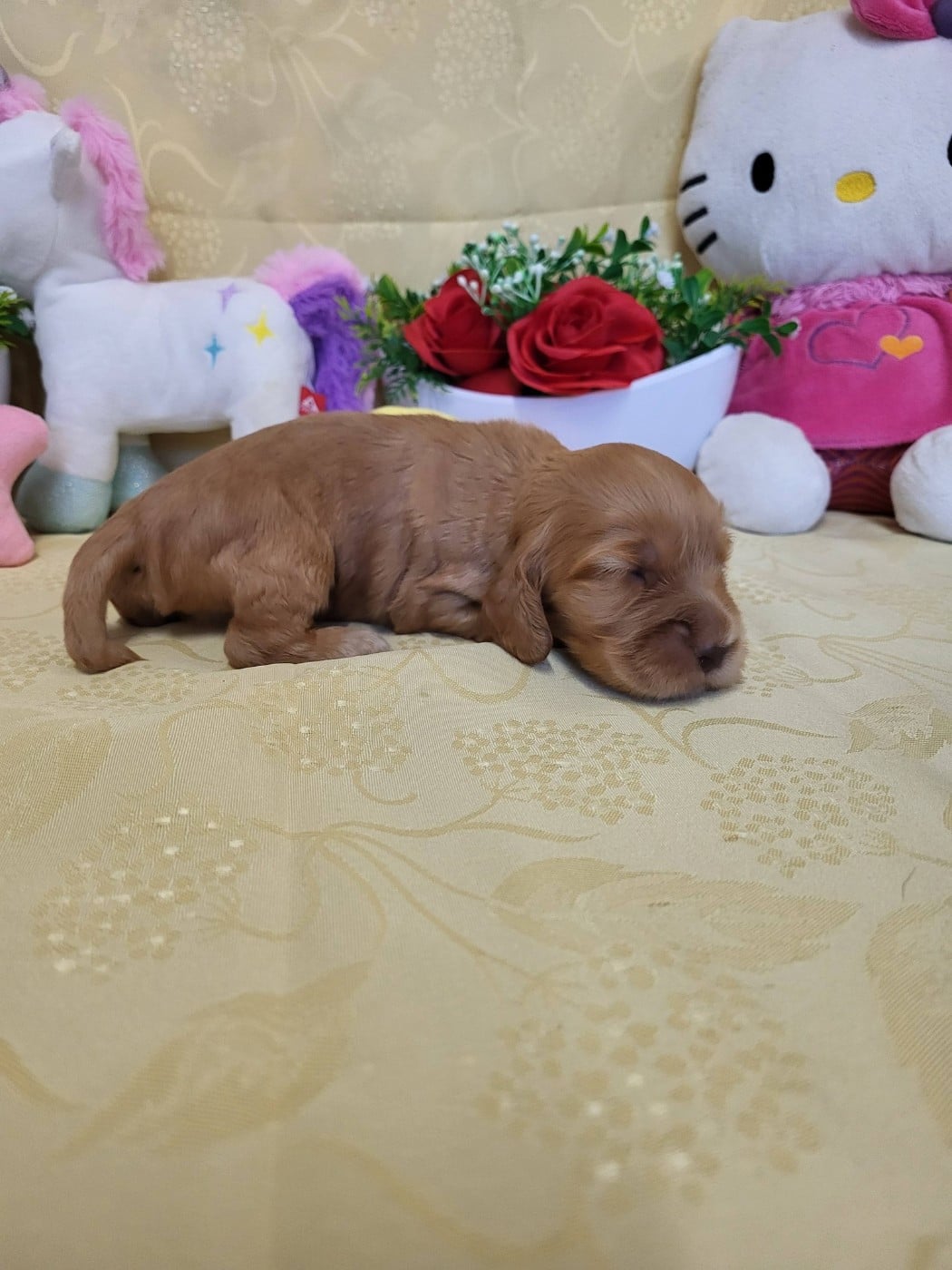 A.......... du domaine de st gladyce !!!