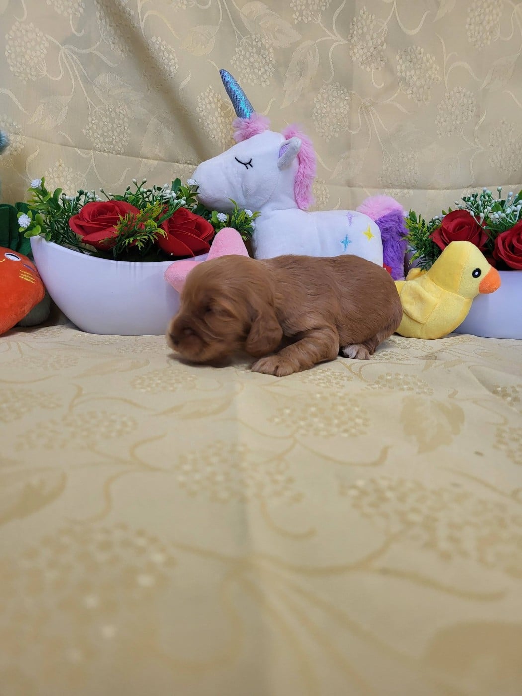 A.......... du domaine de st gladyce !!!