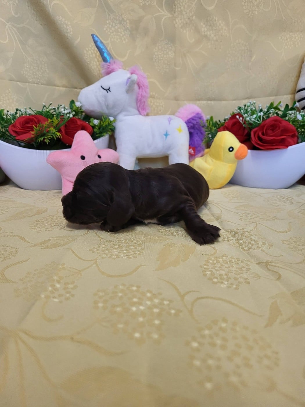 A.......... du domaine de st gladyce !!!