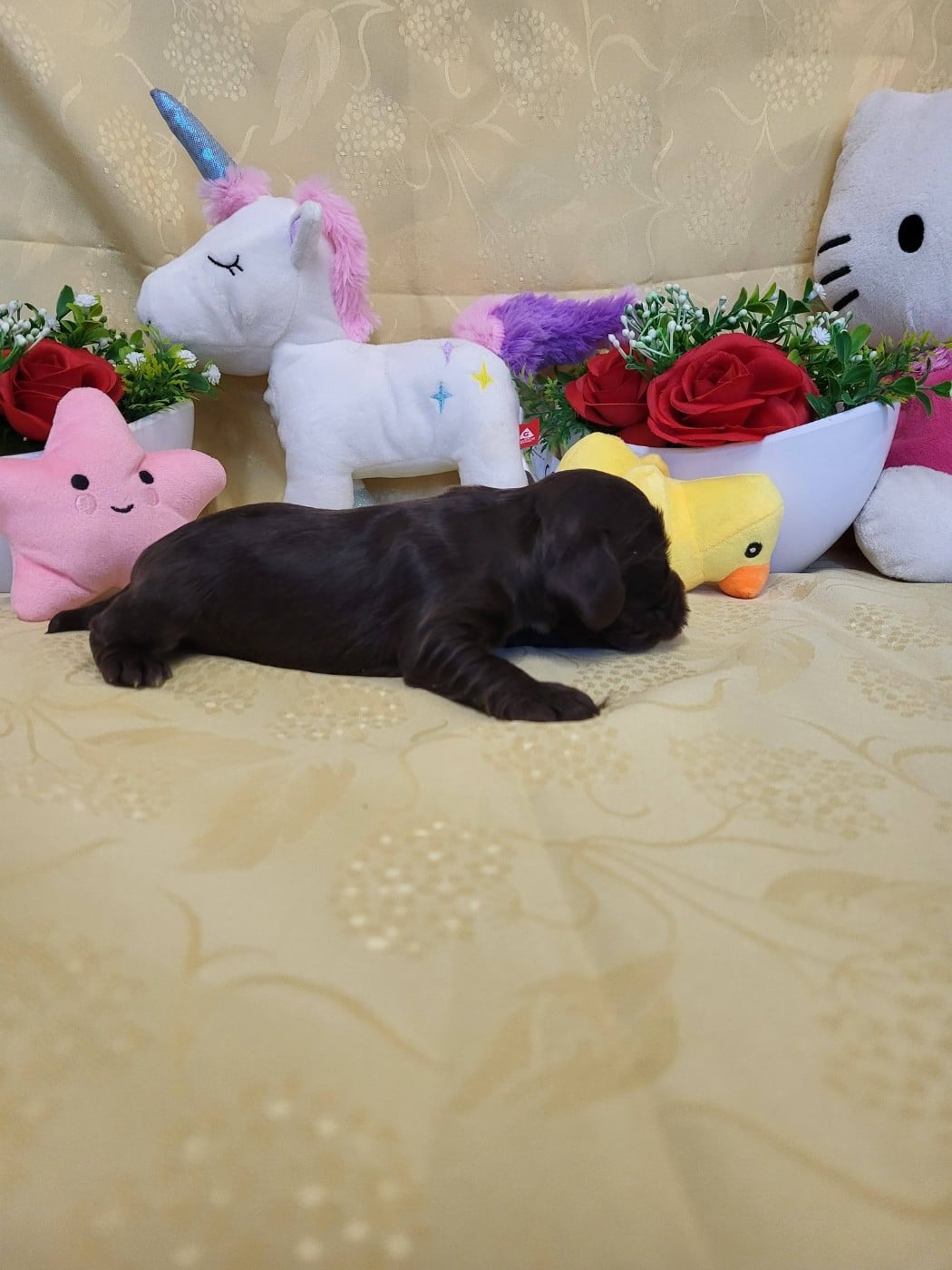 A.......... du domaine de st gladyce !!!