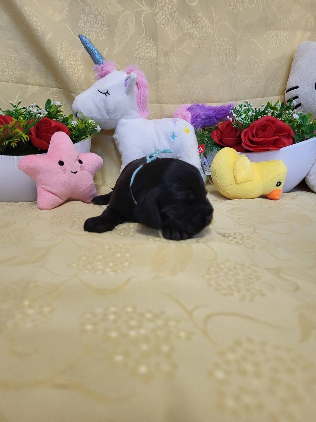 A.......... du domaine de st gladyce !!!