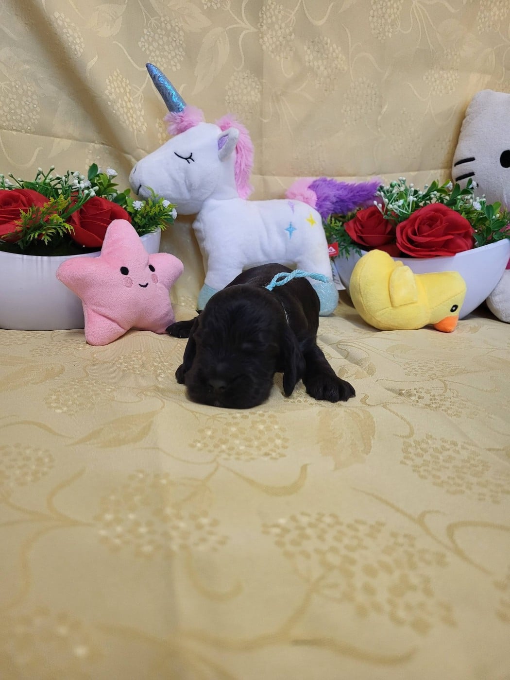 A.......... du domaine de st gladyce !!!