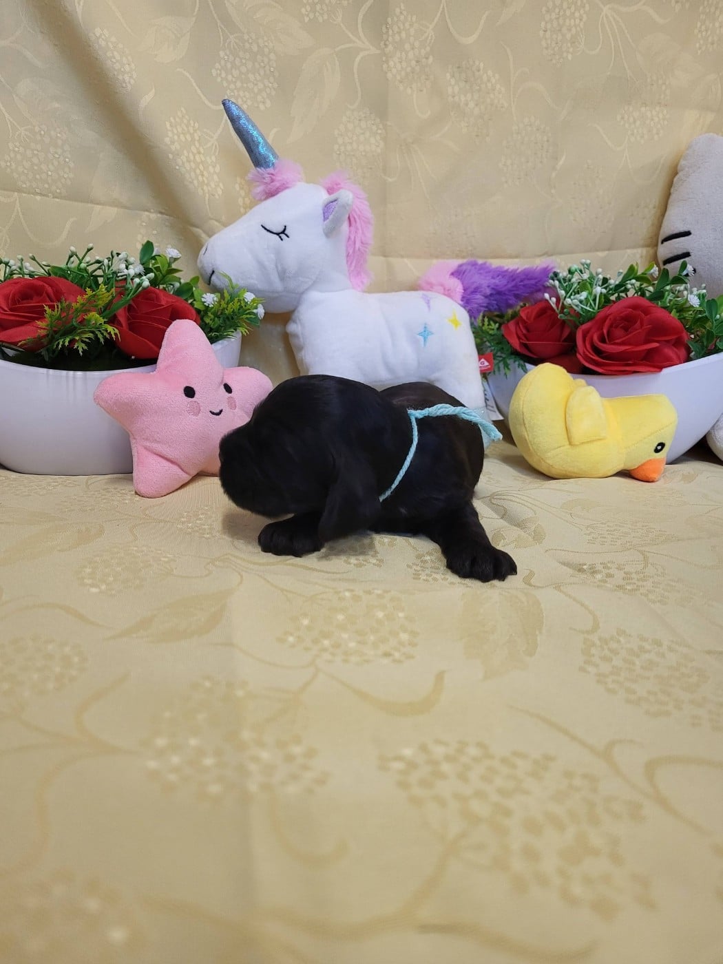 A.......... du domaine de st gladyce !!!