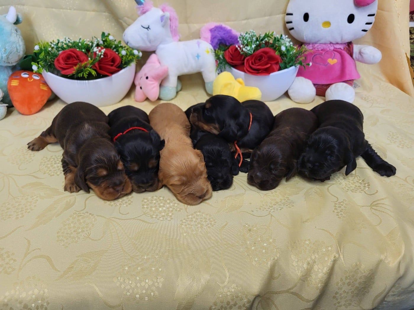 Chiot Cocker Spaniel Anglais