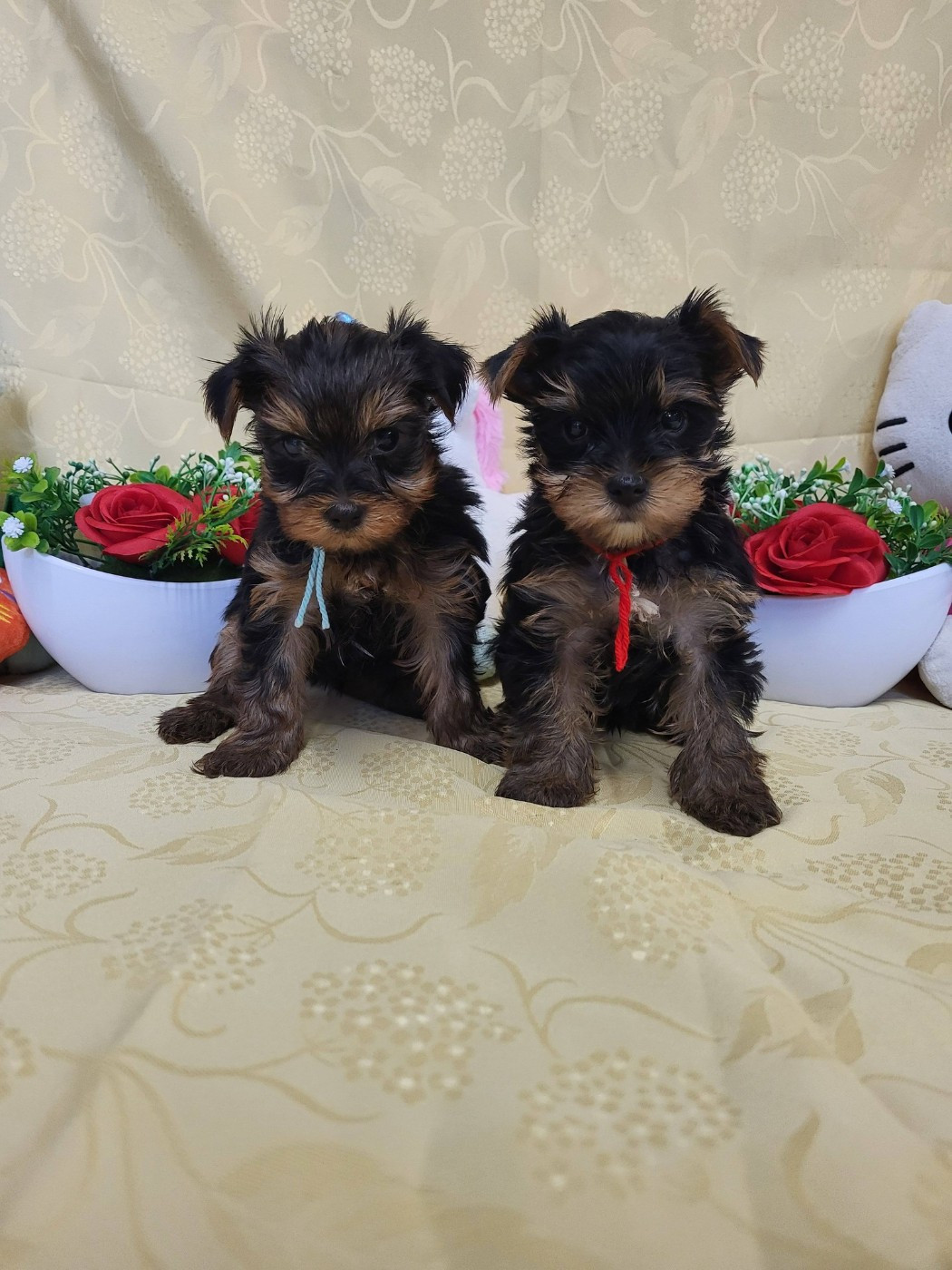 A' noha du domaine de st gladyce !!!