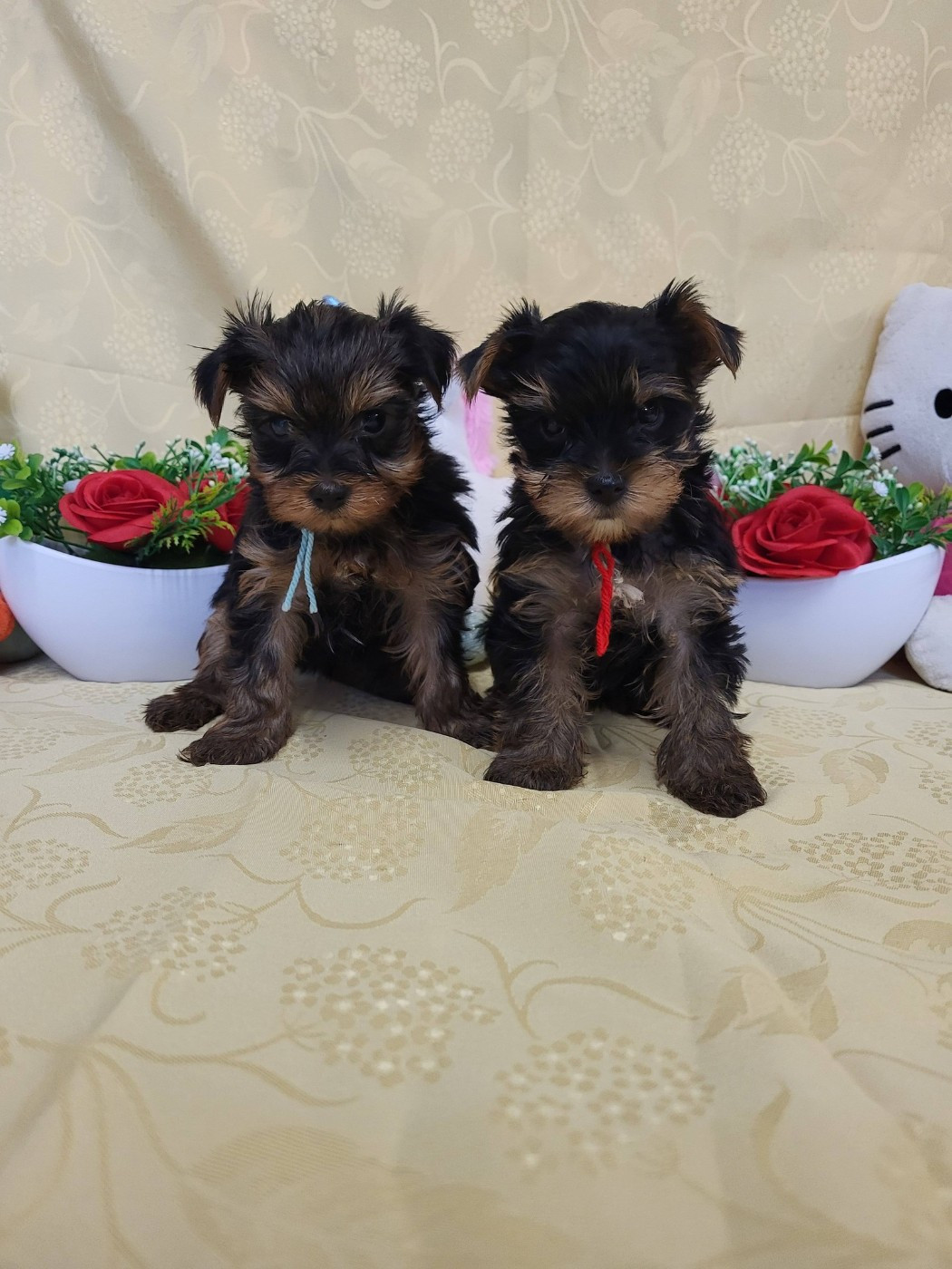 Achille du domaine de st gladyce !!!