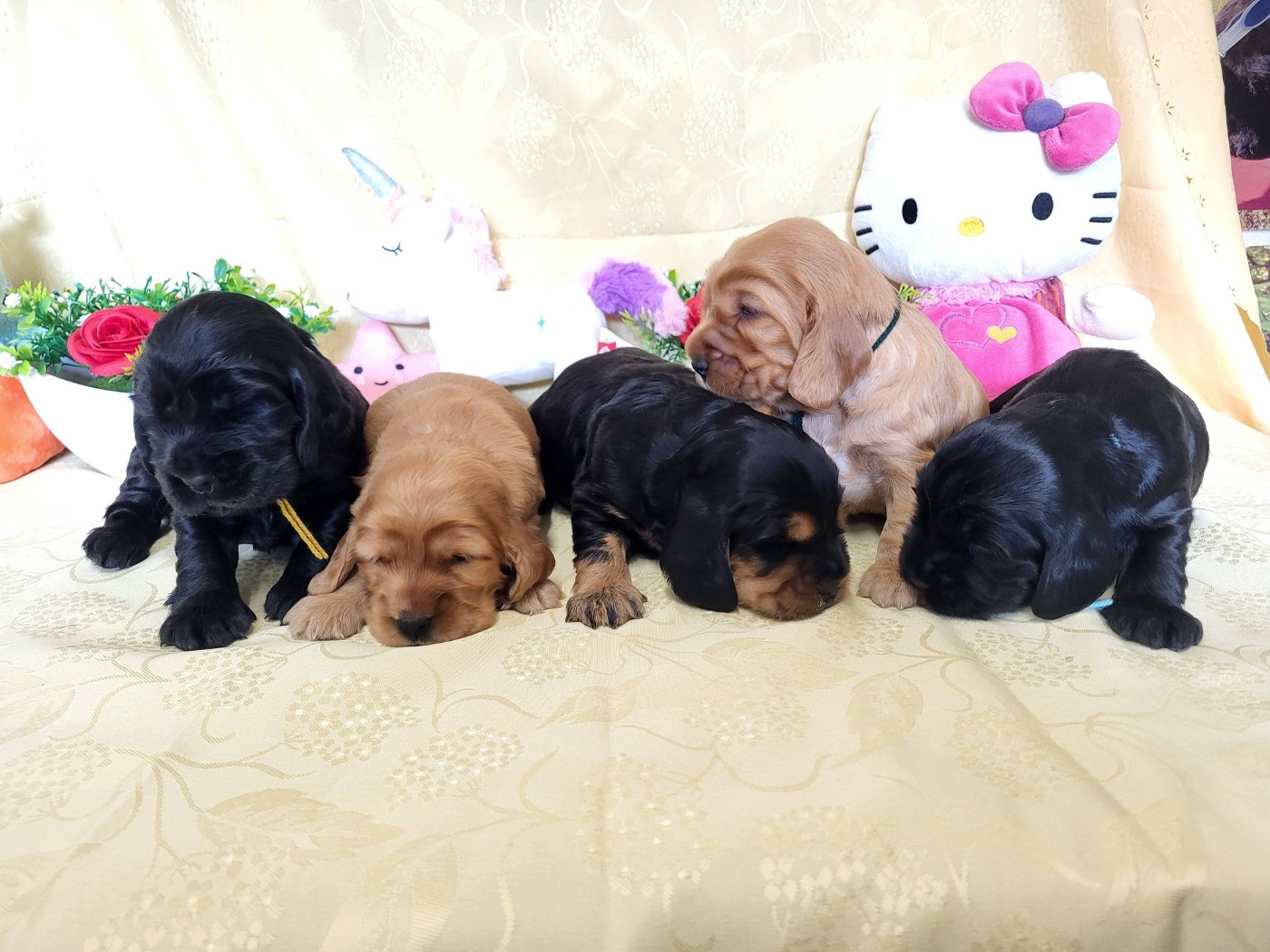 Cocker Spaniel Anglais - du domaine de Std Gladyce