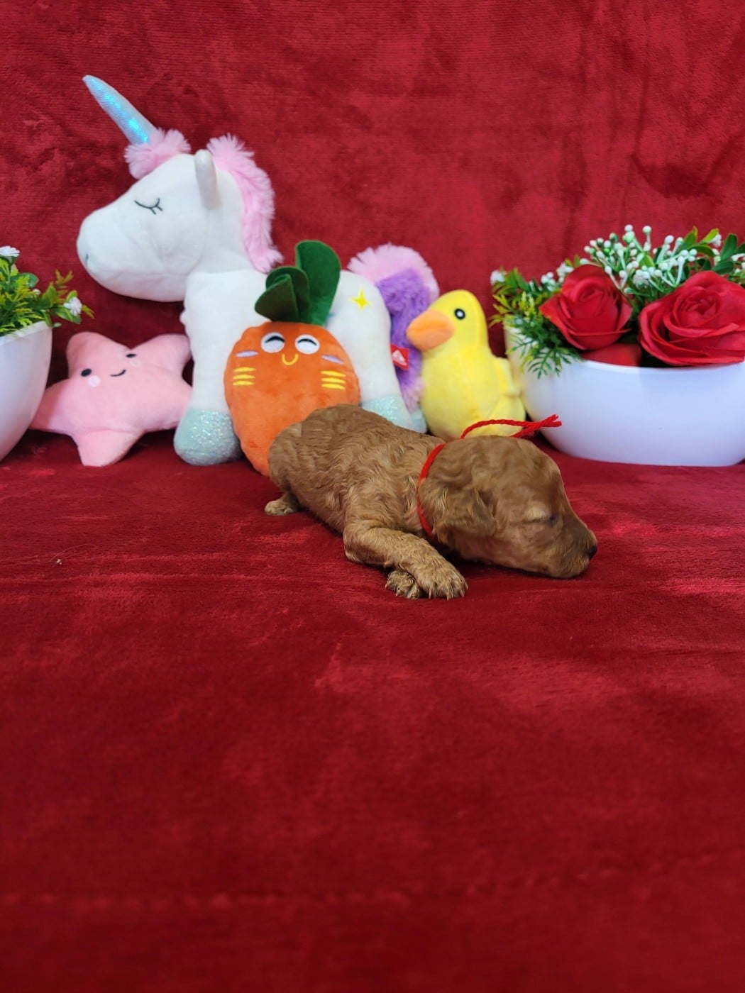 A.......... du domaine de st gladyce !!!