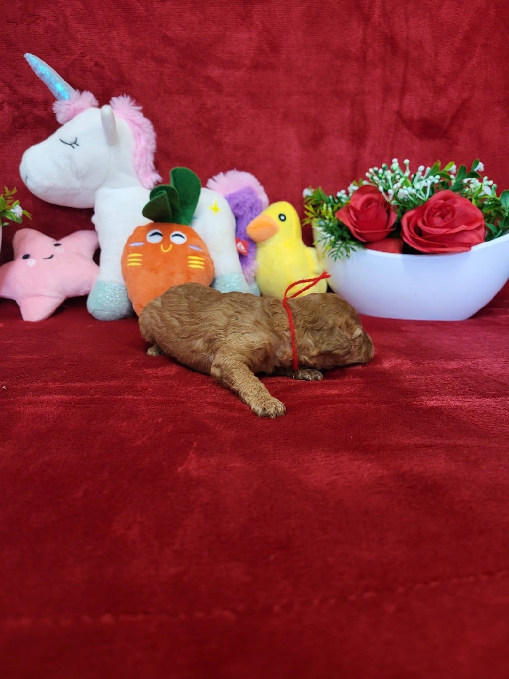 A.......... du domaine de st gladyce !!!