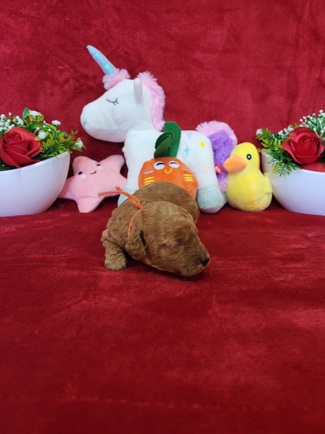 A.......... du domaine de st gladyce !!!