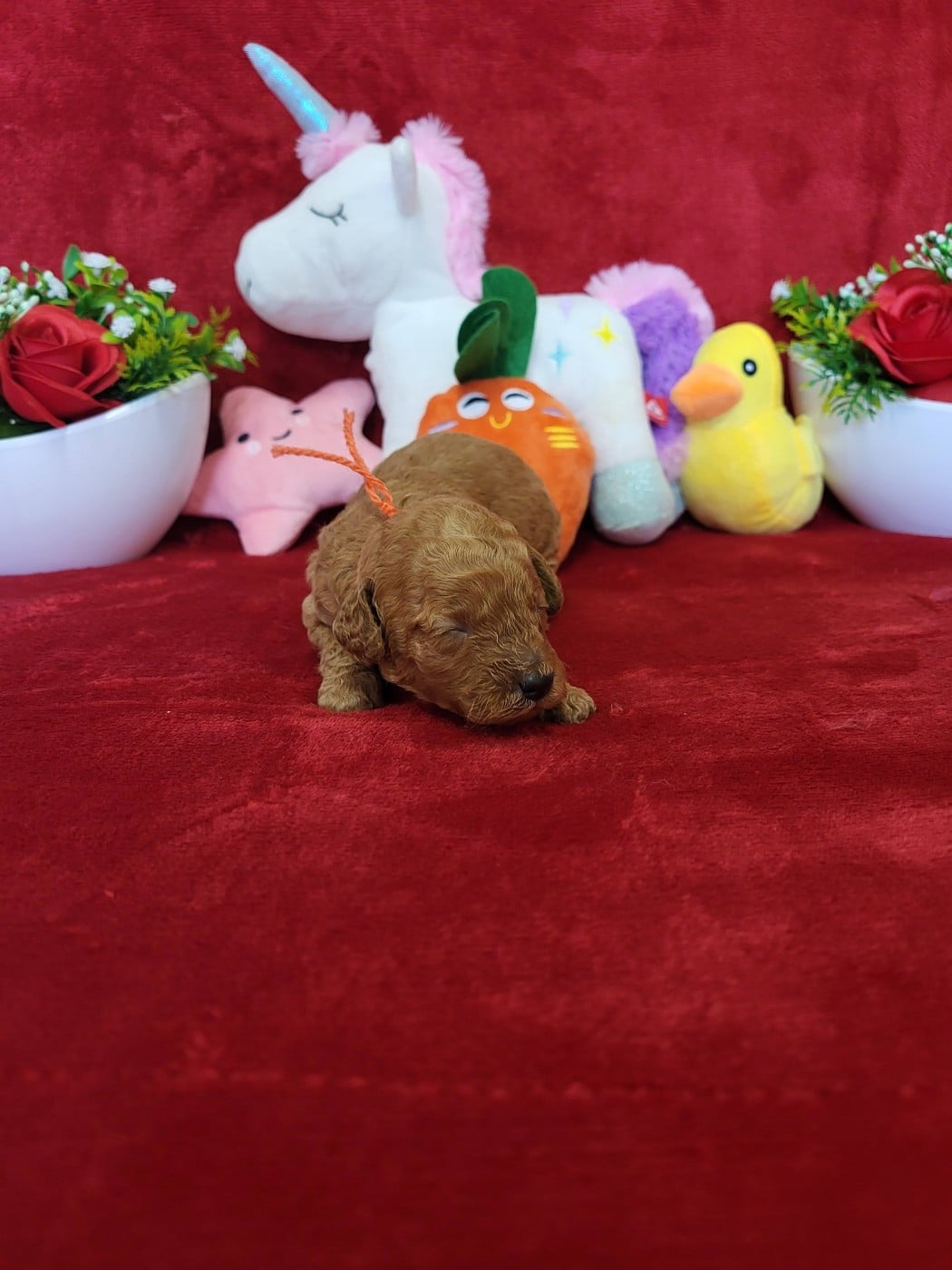 A.......... du domaine de st gladyce !!!