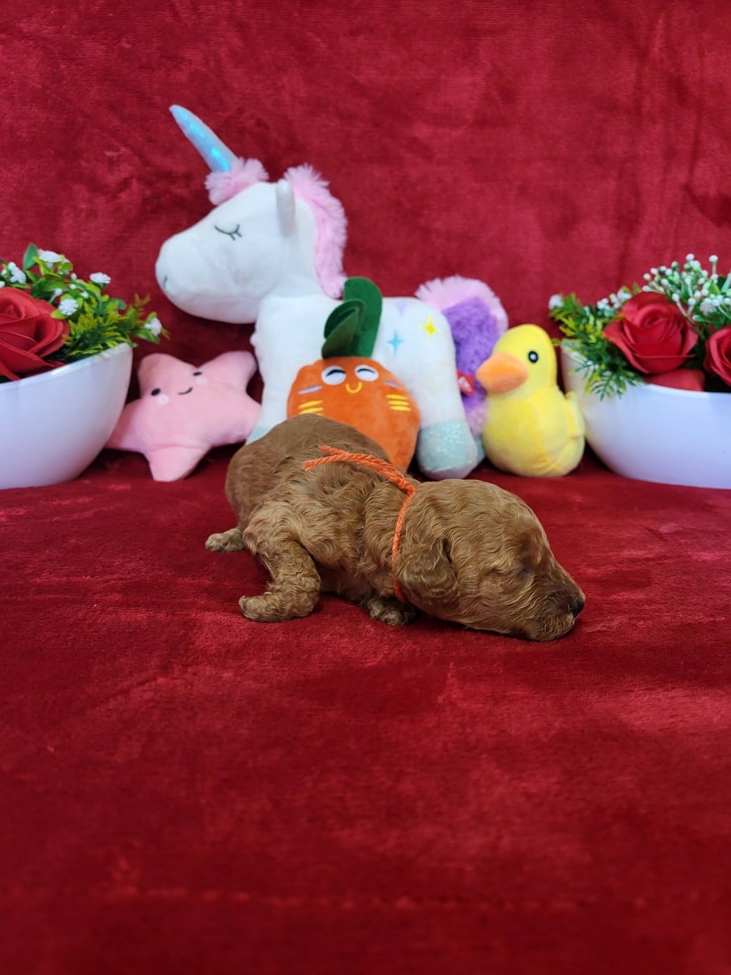 A.......... du domaine de st gladyce !!!