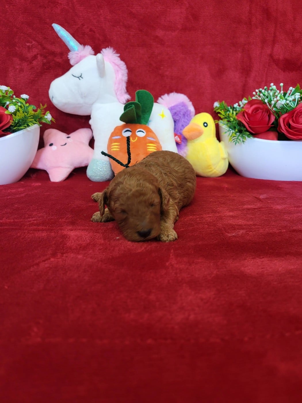 A.......... du domaine de st gladyce !!!