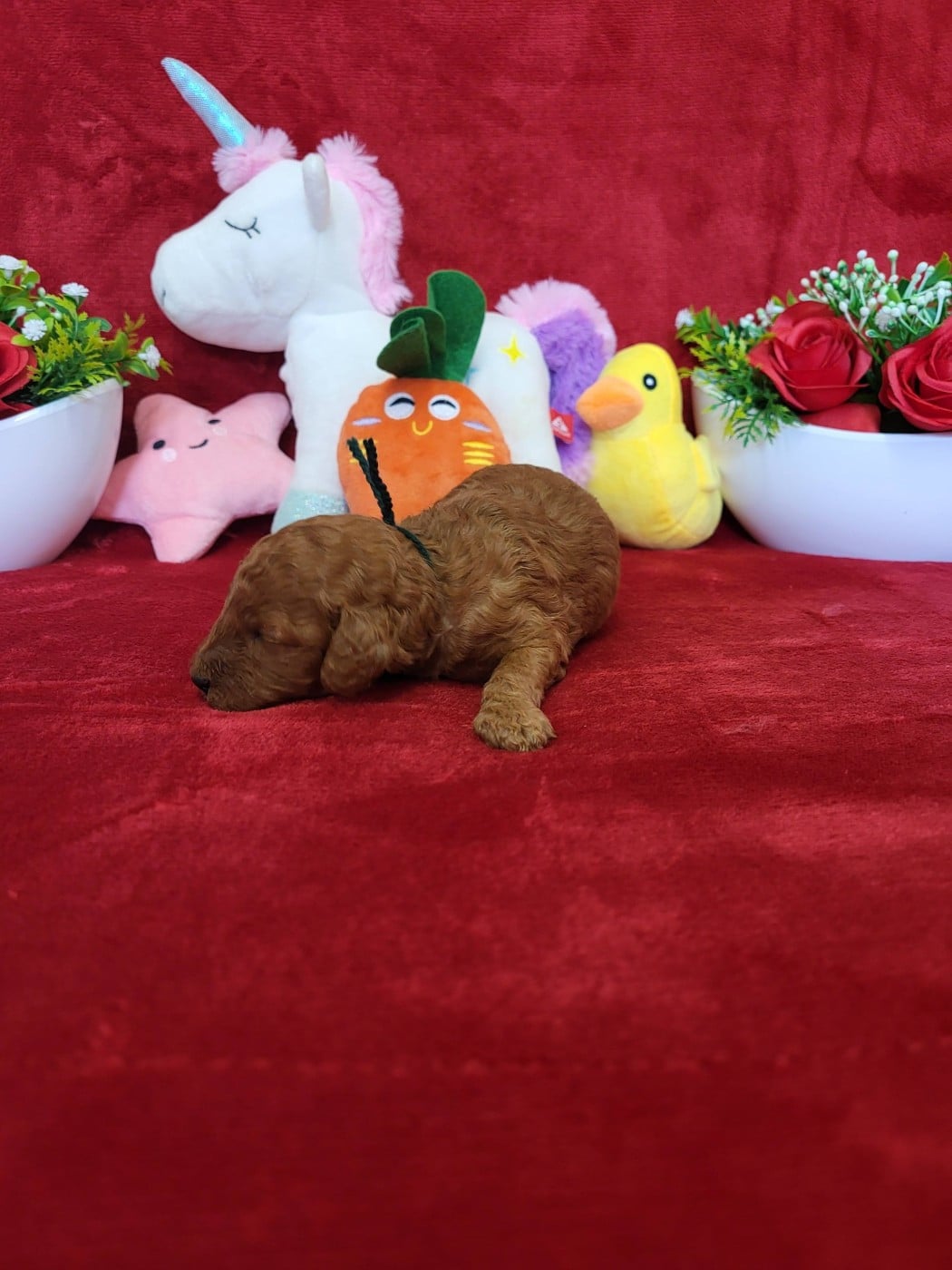 A.......... du domaine de st gladyce !!!