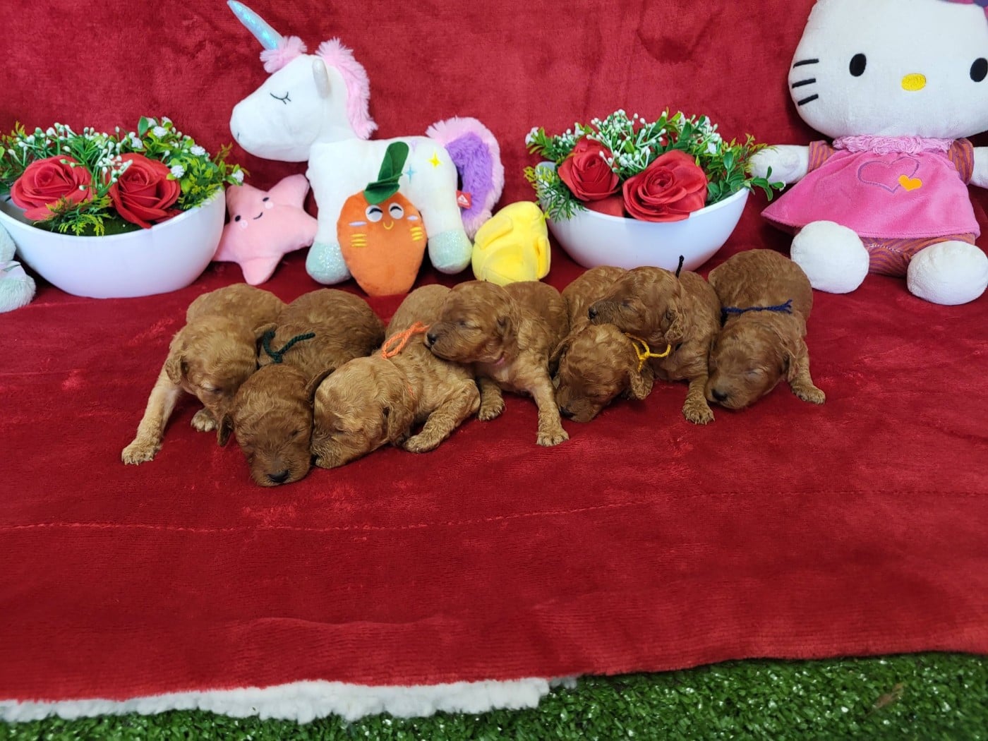 Caniche - du domaine de Std Gladyce