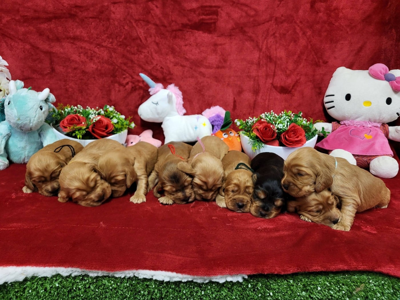 Cocker Spaniel Anglais - du domaine de Std Gladyce