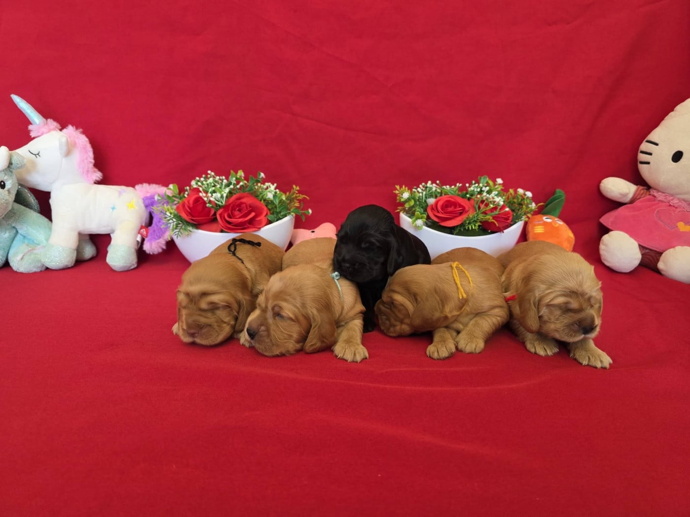 Cocker Spaniel Anglais - du domaine de Std Gladyce