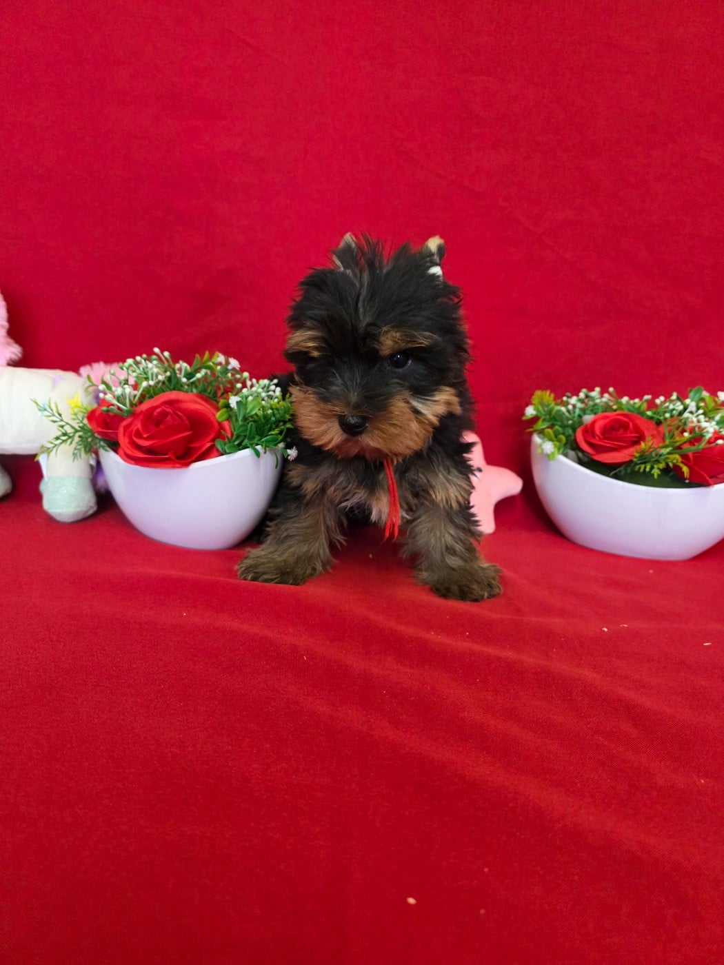 Balthazar du domaine de st Gladyce !!!