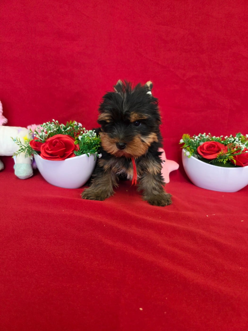 Balthazar du domaine de st Gladyce !!!