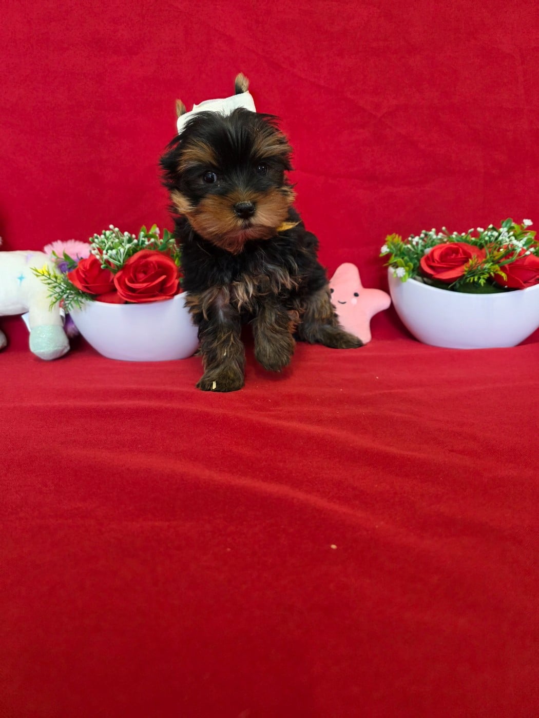 Baby du domaine de st Gladyce !!!