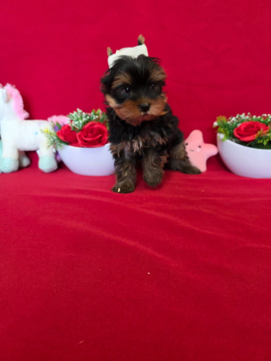 Baby du domaine de st Gladyce !!!