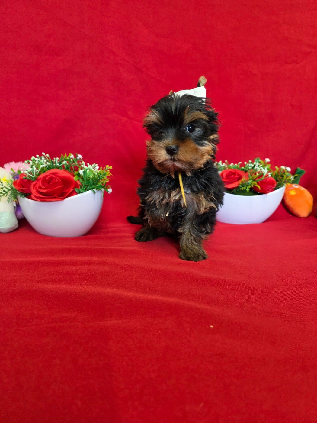 Baby du domaine de st Gladyce !!!