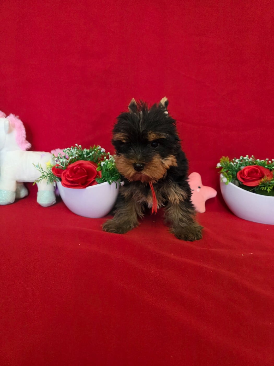 Balthazar du domaine de st Gladyce !!!