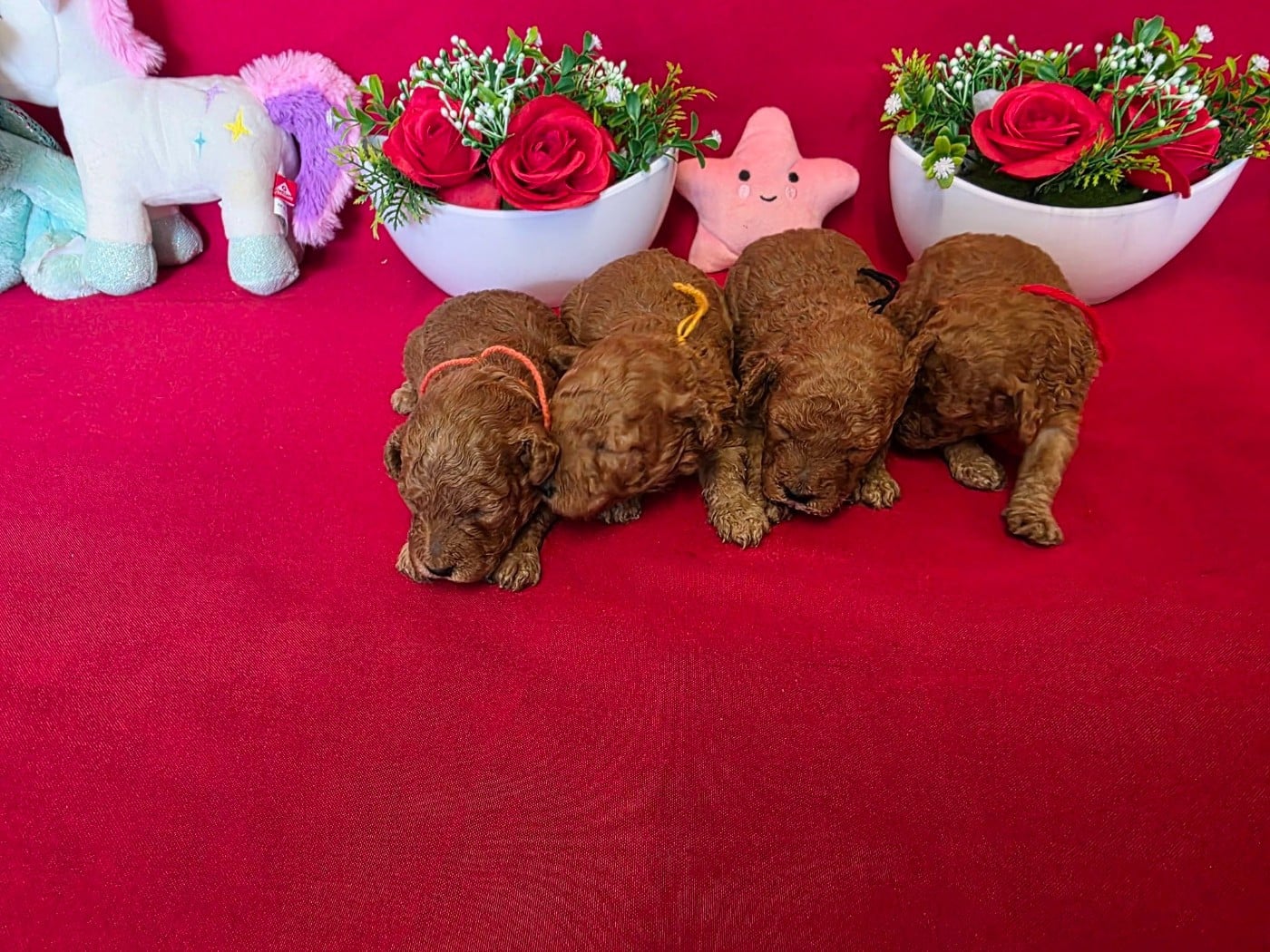 Caniche - du domaine de Std Gladyce