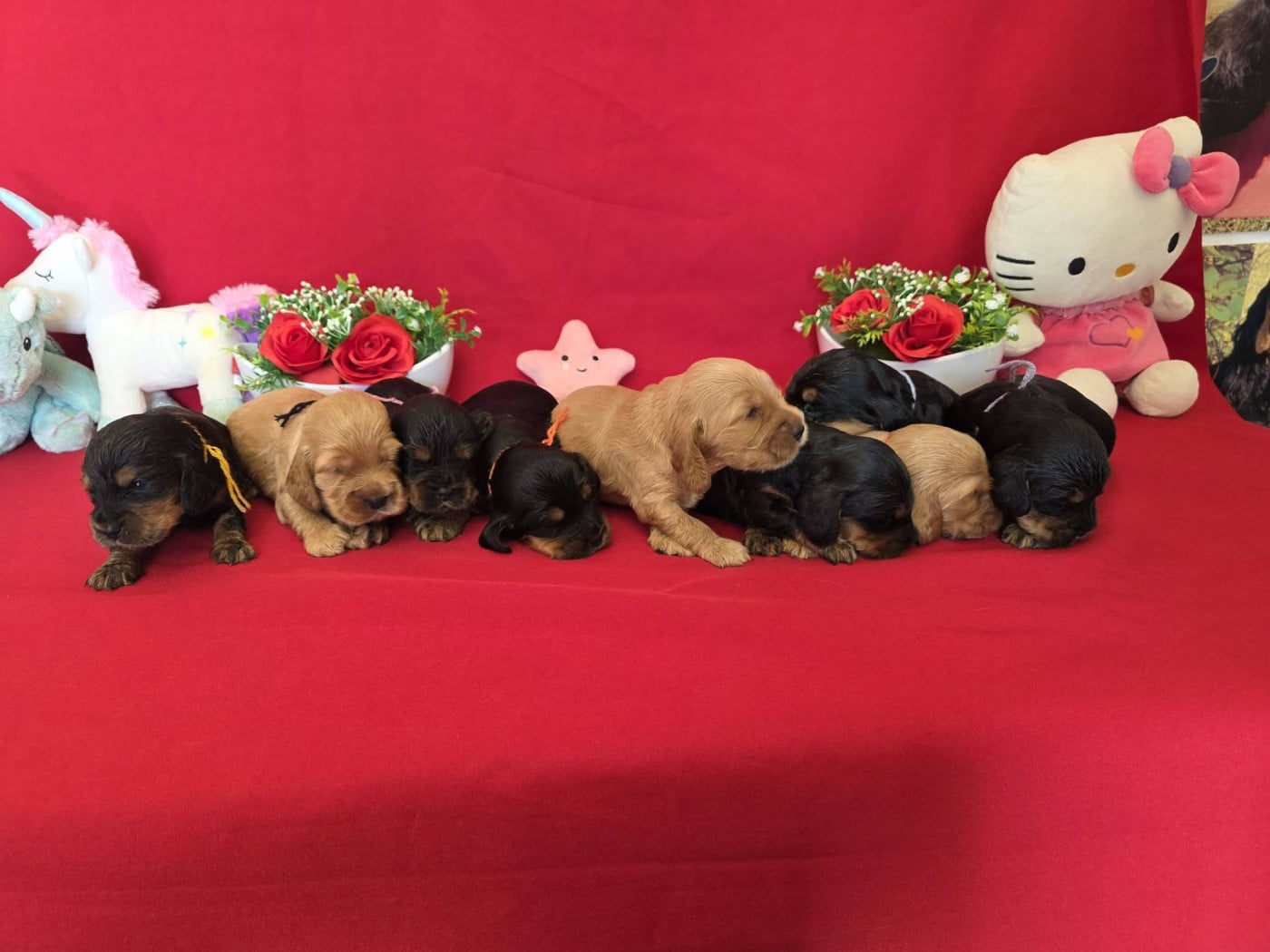 Cocker Spaniel Anglais - du domaine de Std Gladyce