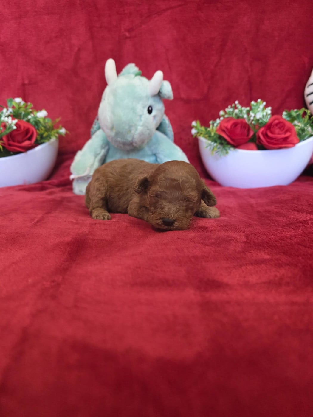 Caniche - du domaine de Std Gladyce