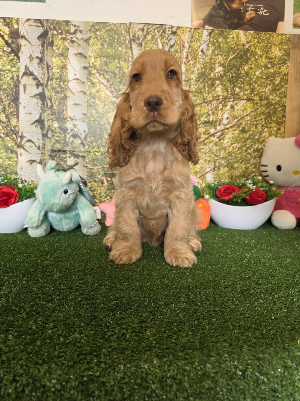 Cocker Spaniel Anglais - du domaine de Std Gladyce