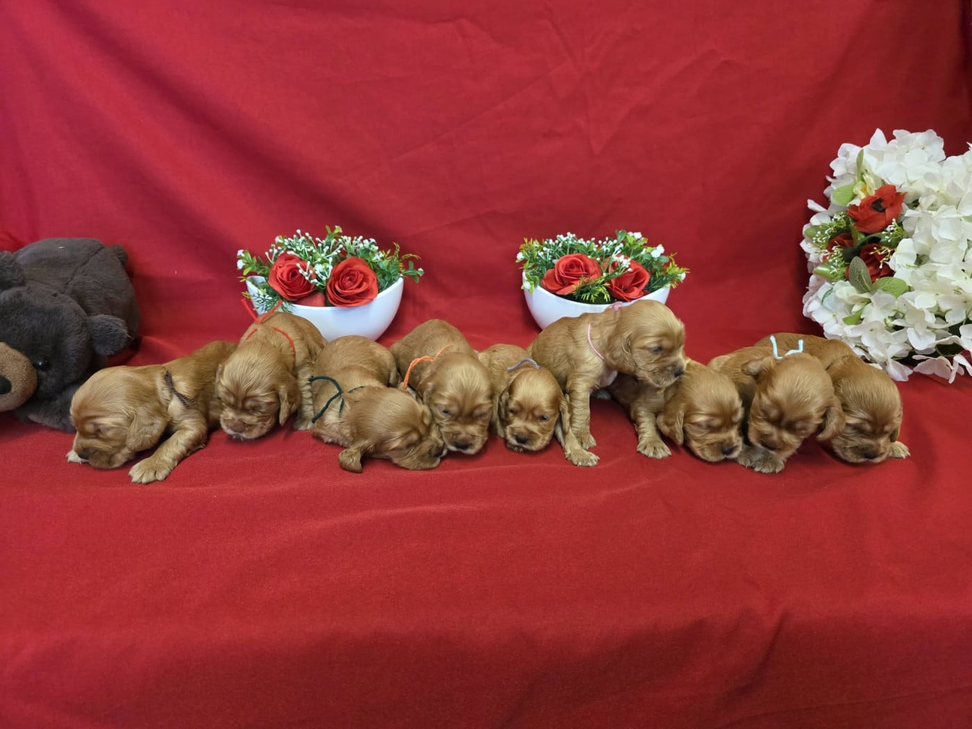 Chiot Cocker Spaniel Anglais