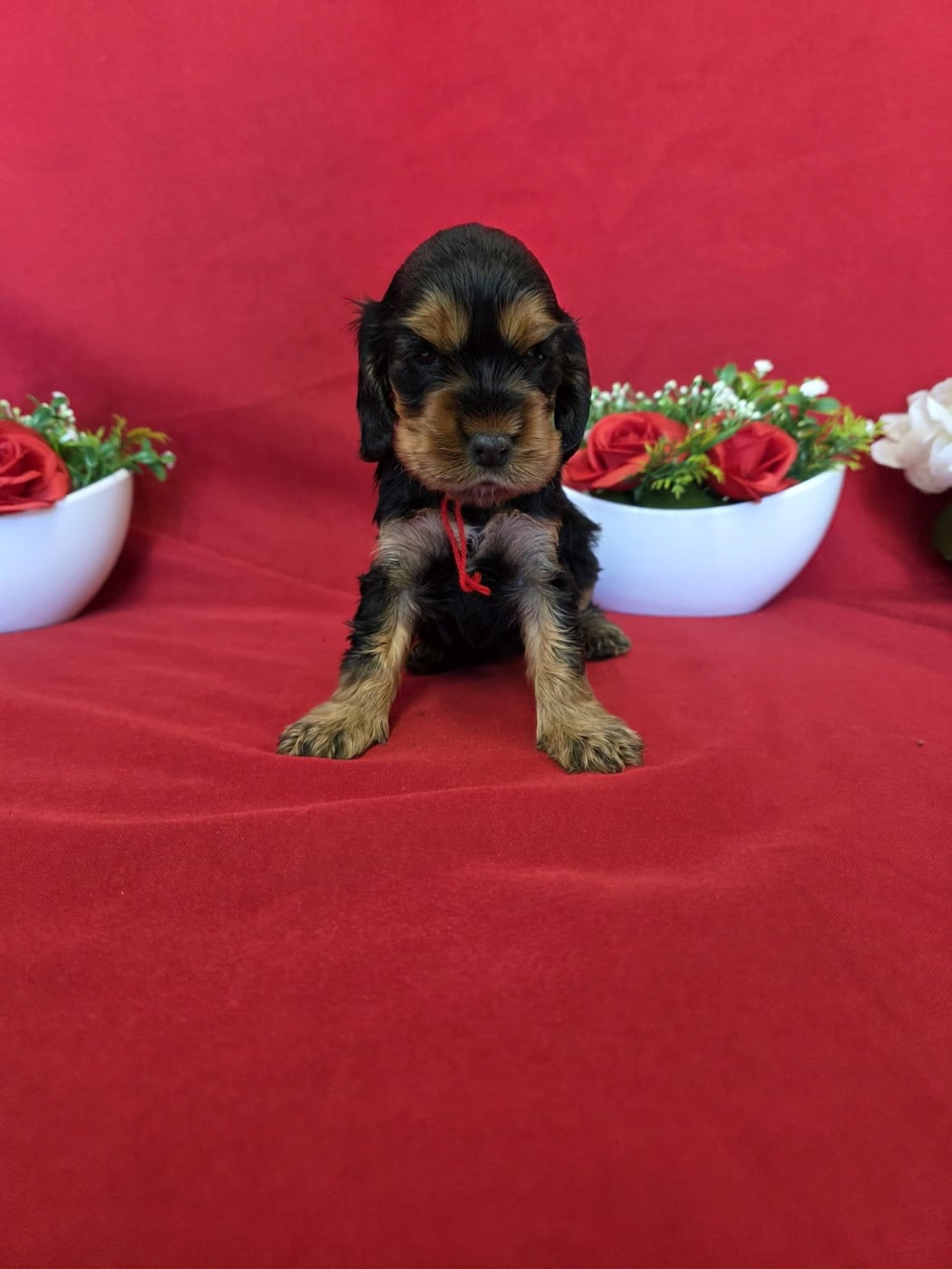 Chiot Cocker Spaniel Anglais