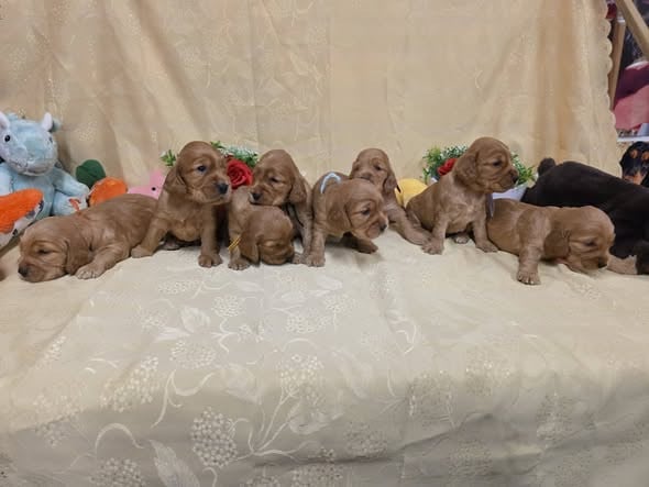 Cocker Spaniel Anglais - du domaine de Std Gladyce