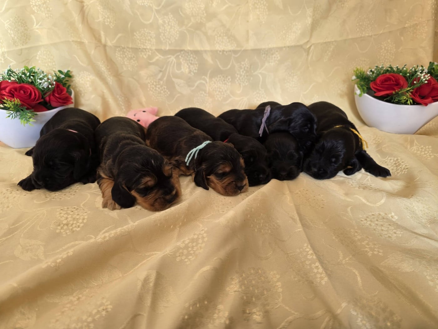 Cocker Spaniel Anglais - du domaine de Std Gladyce