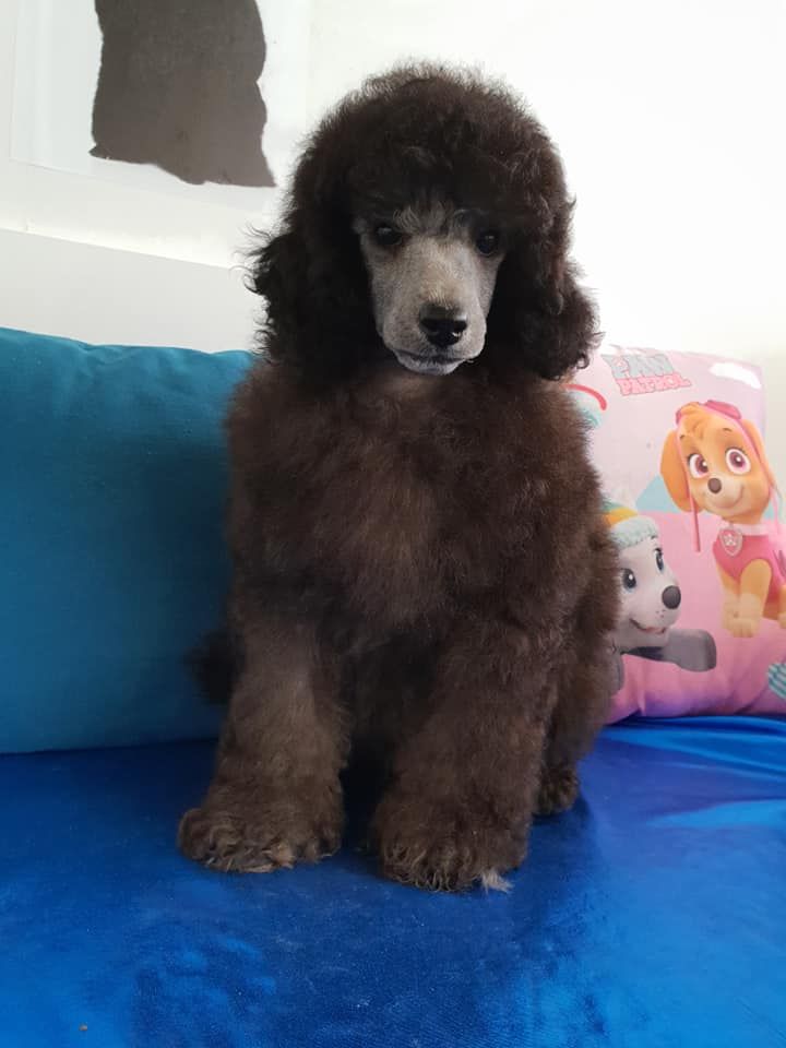 du domaine de Std Gladyce - Caniche - Portée née le 10/06/2018