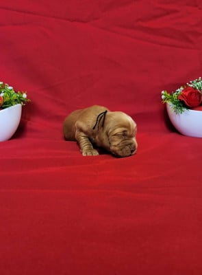 Les chiots de Cocker Spaniel Anglais