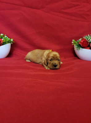 Les chiots de Cocker Spaniel Anglais