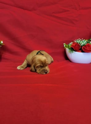 Les chiots de Cocker Spaniel Anglais