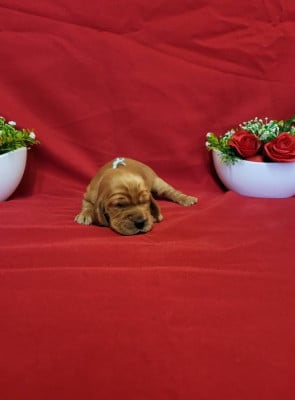 Les chiots de Cocker Spaniel Anglais
