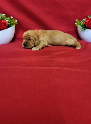 Les chiots de Cocker Spaniel Anglais