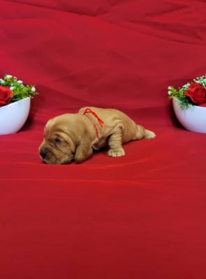 Les chiots de Cocker Spaniel Anglais