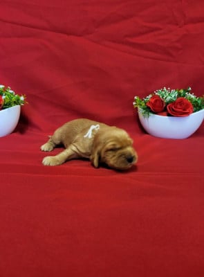 Les chiots de Cocker Spaniel Anglais