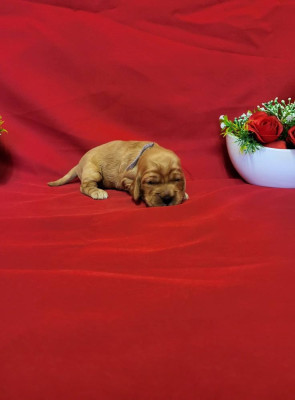 Les chiots de Cocker Spaniel Anglais