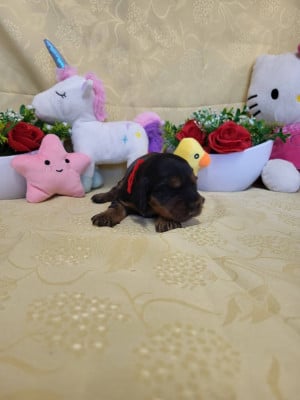 Les chiots de Cocker Spaniel Anglais