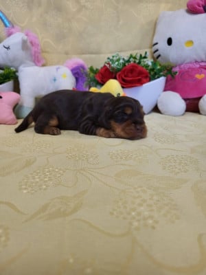 Les chiots de Cocker Spaniel Anglais