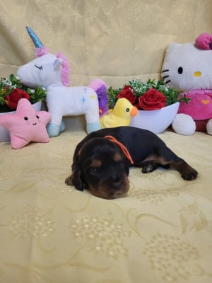 Les chiots de Cocker Spaniel Anglais