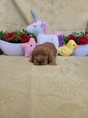 Les chiots de Cocker Spaniel Anglais